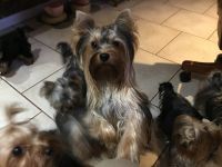 Yorkshire Terrier Puppies for sale in Fenton, MO, USA. price: $1,200