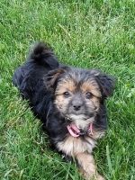 Yorkshire Terrier Puppies for sale in Arcanum, OH 45304, USA. price: $900