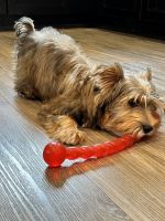 Yorkshire Terrier Puppies for sale in Los Angeles, CA, USA. price: $1,500