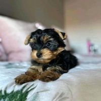 Yorkshire Terrier Puppies for sale in Houston, TX, USA. price: $650