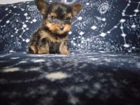 Yorkshire Terrier Puppies for sale in Dayton, OH, USA. price: $1,800