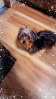 Yorkshire Terrier Puppies for sale in Pflugerville, TX, USA. price: $1,200