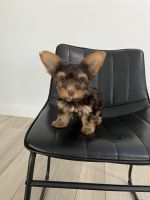 Yorkshire Terrier Puppies for sale in Houston, TX, USA. price: $1,250