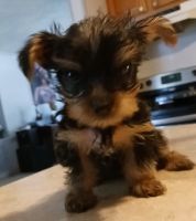 Yorkshire Terrier Puppies for sale in Paragould, AR 72450, USA. price: $1,500