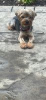Yorkshire Terrier Puppies for sale in Lee's Summit, MO, USA. price: $250