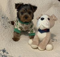 Yorkshire Terrier Puppies for sale in Paris, TN 38242, USA. price: $800