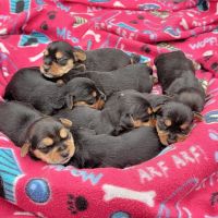 Yorkshire Terrier Puppies for sale in Beresford, SD 57004, USA. price: $800