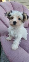 Yorkshire Terrier Puppies for sale in Colorado Springs, CO, USA. price: $2,500