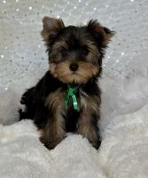 Yorkshire Terrier Puppies for sale in Austin, TX, USA. price: $2,500
