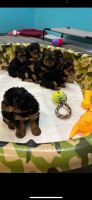 Yorkshire Terrier Puppies for sale in Griffin, GA, USA. price: $1,500