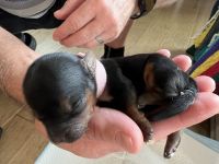 Yorkshire Terrier Puppies for sale in Peachtree City, GA 30269, USA. price: $1,500
