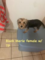 Yorkshire Terrier Puppies for sale in Albany, NY, USA. price: $2,500