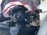 Yorkshire Terrier Puppies for sale in Washington, DC 20015, USA. price: $1,800