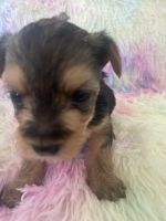 Yorkshire Terrier Puppies for sale in Merriam, KS, USA. price: NA