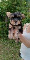 Yorkshire Terrier Puppies for sale in Louisville, KY, USA. price: $650