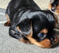 Yorkshire Terrier Puppies for sale in St Paul, MN, USA. price: $1,500