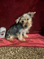 Yorkshire Terrier Puppies for sale in New Orleans, LA, USA. price: $750