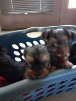 Yorkshire Terrier Puppies for sale in Strong City, KS 66869, USA. price: $750