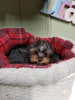 Yorkshire Terrier Puppies for sale in Sealy, TX 77474, USA. price: $1,700
