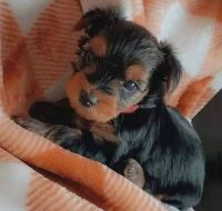 Yorkshire Terrier Puppies for sale in Canada Blvd, Toronto, ON M6K, Canada. price: $700