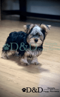 Yorkshire Terrier Puppies for sale in Ripley, MS 38663, USA. price: $800