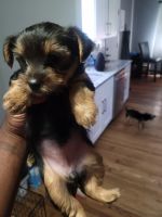 Yorkshire Terrier Puppies for sale in District Heights, MD 20747, USA. price: $1,800