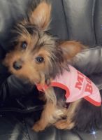 Yorkshire Terrier Puppies for sale in Hazelwood, MO 63042, USA. price: $800
