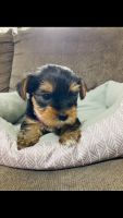Yorkshire Terrier Puppies for sale in Weatherford, TX, USA. price: $800
