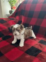 Yorkshire Terrier Puppies for sale in Cypress, TX, USA. price: $1,500