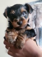 Yorkshire Terrier Puppies for sale in Renton, WA, USA. price: $2,000