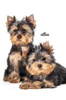Yorkshire Terrier Puppies for sale in Mumbai, Maharashtra, India. price: 65,000 INR