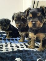Yorkshire Terrier Puppies for sale in Sylvester, GA 31791, USA. price: $1,500