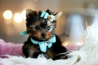Yorkshire Terrier Puppies for sale in Mumbai, Maharashtra, India. price: 70,000 INR