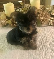 Yorkshire Terrier Puppies for sale in Hendersonville, TN, USA. price: $1,000