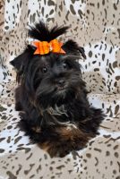 Yorkshire Terrier Puppies for sale in Pembroke Pines, FL, USA. price: $800