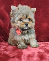Yorkshire Terrier Puppies for sale in Pembroke Pines, FL, USA. price: $1,500