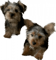 Yorkshire Terrier Puppies for sale in Woodfield Mall, Schaumburg, IL 60173, USA. price: $1,600