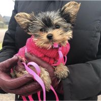 Yorkshire Terrier Puppies for sale in Los Angeles, CA, USA. price: $400