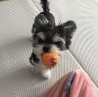 Yorkshire Terrier Puppies for sale in Los Angeles, CA, USA. price: $360