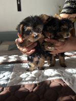 Yorkshire Terrier Puppies for sale in Inglewood, CA, USA. price: $1,000