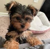Yorkshire Terrier Puppies for sale in Carbondale, IL, USA. price: $450