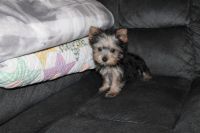 Yorkshire Terrier Puppies for sale in Stanton, MO, USA. price: $2,500
