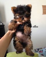 Yorkshire Terrier Puppies for sale in Mumbai, Maharashtra, India. price: NA