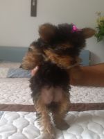 Yorkshire Terrier Puppies for sale in 3665 W 107th St, Inglewood, CA 90303, USA. price: $80,000