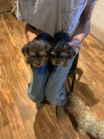 Yorkshire Terrier Puppies for sale in Denham Springs, LA, USA. price: $1,050