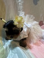Yorkshire Terrier Puppies for sale in Vancouver, WA 98662, USA. price: $2,500