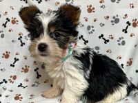 Yorkshire Terrier Puppies for sale in Jonestown, TX, USA. price: $1,600
