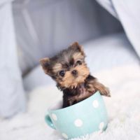 Yorkshire Terrier Puppies for sale in Los Angeles, CA, USA. price: $450