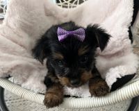 Yorkshire Terrier Puppies for sale in Attica, IN 47918, USA. price: $600