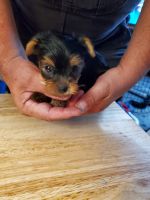 Yorkshire Terrier Puppies for sale in Kathleen, GA 31047, USA. price: $1,000